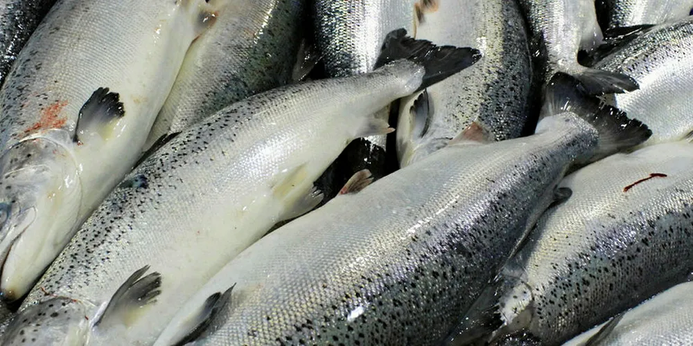 Norwegian Atlantic prices go down.