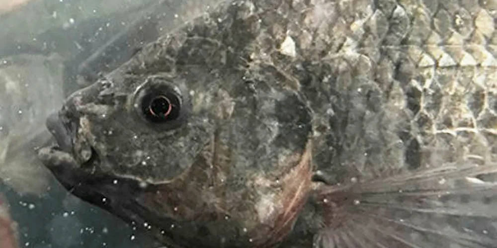 Dayton Valley tilapia.