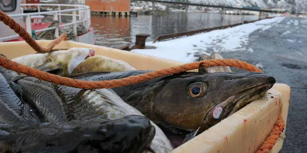 Kvotereduksjon eller ei, det må være et mål å videreforedle mest mulig fisk fra norske fartøy i Norge, skriver kronikkforfatterne.