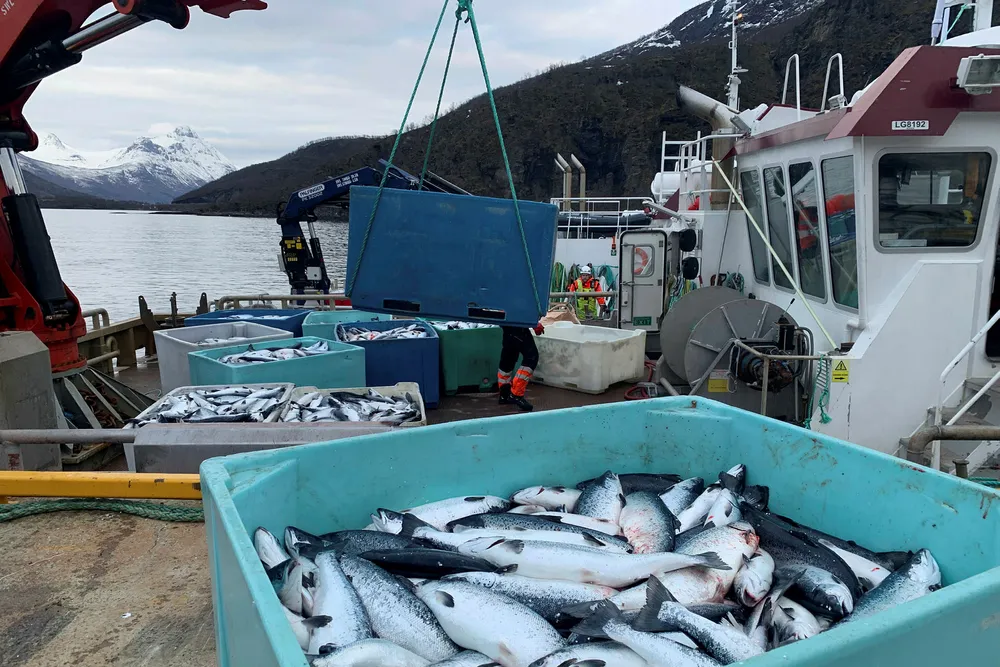 Grovfjord 20160212. Skadelig oppblomstring av algen Chrysochromulina leadbeateri (dødsalgen) har forårsaket laksedød i Nordland og Troms. Her fra anlegget Northern Lights Salmon hvor to millioner laks er døde. Totalt 4000 tonn. Foto: Elisabeth Balteskard / NTB scanpix