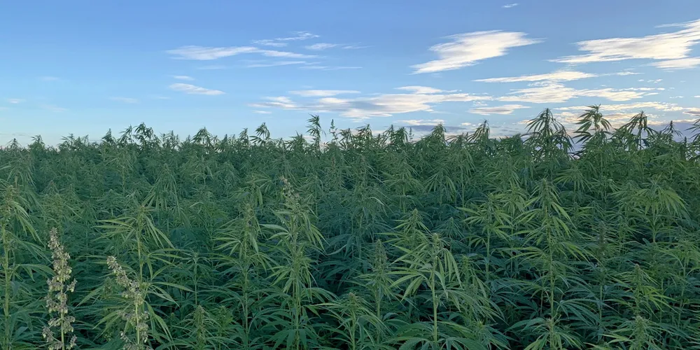 Rare Earth Global expects to be the largest UK-based hemp processor by next year.
