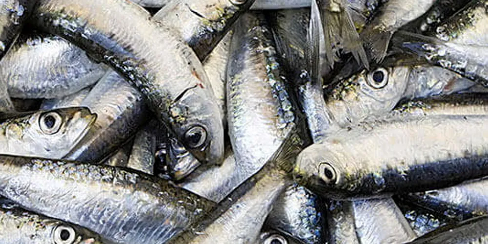 Careful management of anchovy stocks are cited for a higher-than-expected quota for the second season in Peru's north central waters.