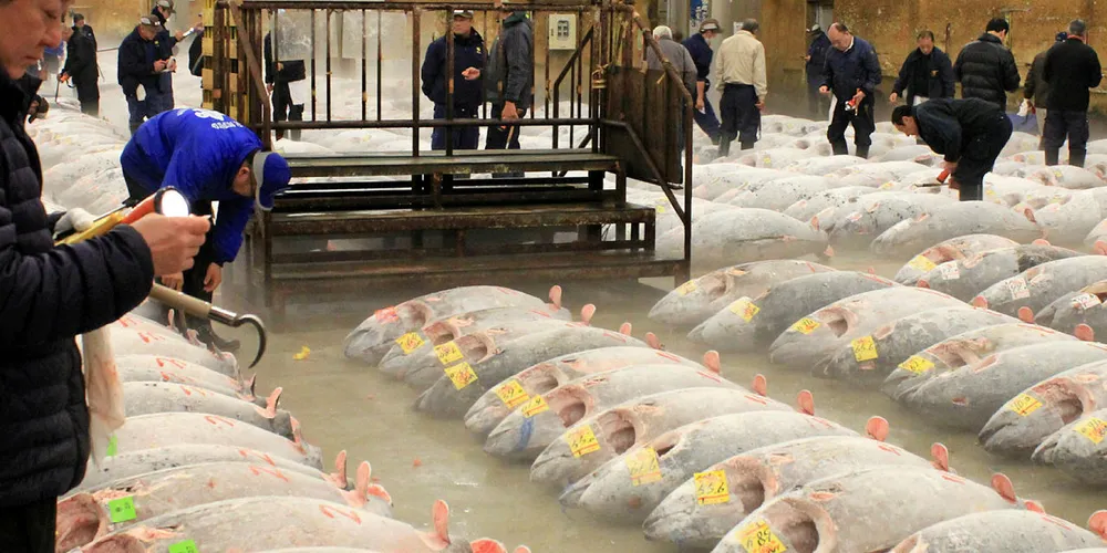 PÅ RAD OG REKKE: Tunfiskauksjonen på fiskemarkedet Tsukiji i Tokyo er en turistattraksjon i seg selv. I år spørs det hvordan det vil gå med salget av de norske makrellstørjene som ender opp her.