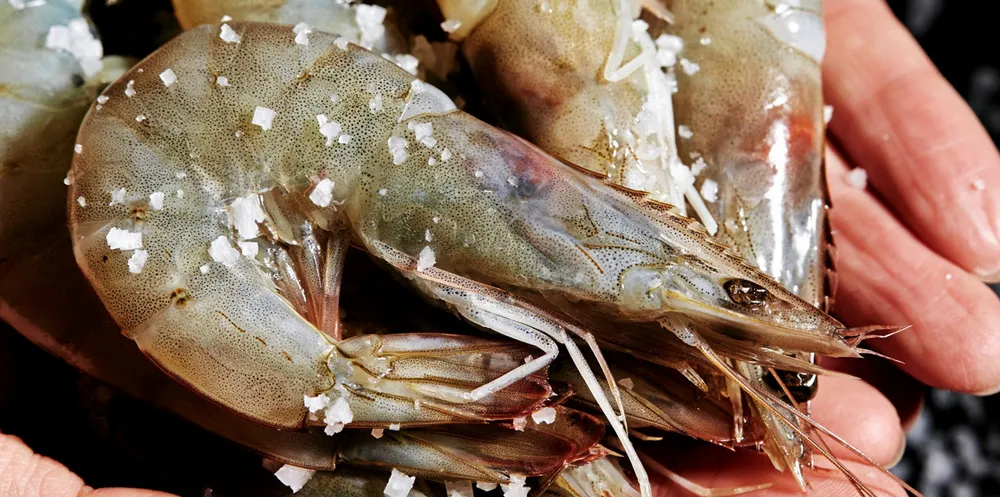 Aquabanq has major plans for a shrimp production facility in West Virginia.