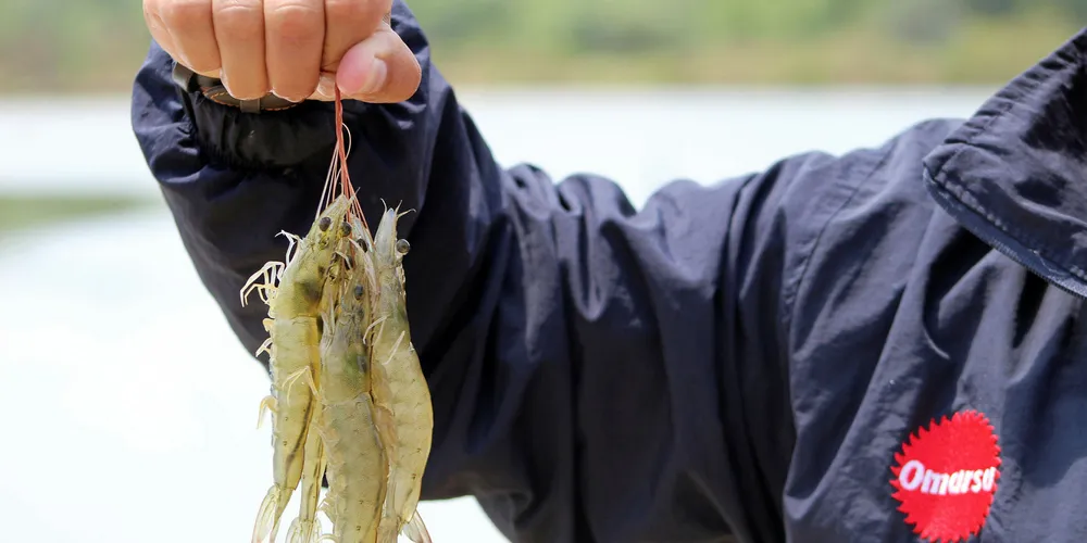 Omarsa organic shrimp farm. Ecuador.