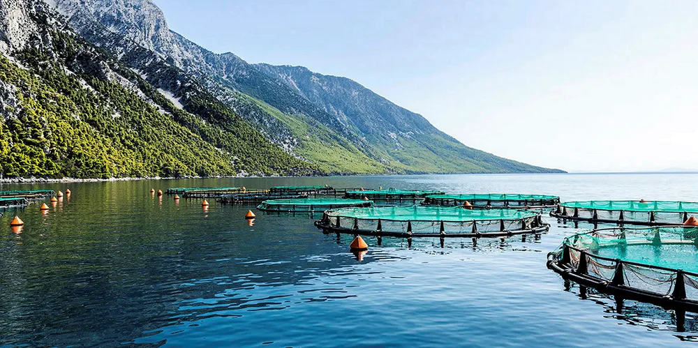Nireus farms ASC certified.