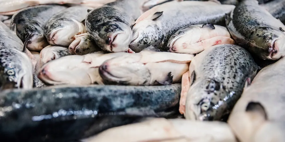 Prices in the spot market for fresh salmon are rising.