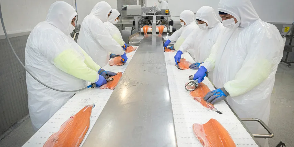 Chilean salmon exports have regained their solid footing in the Chinese market.