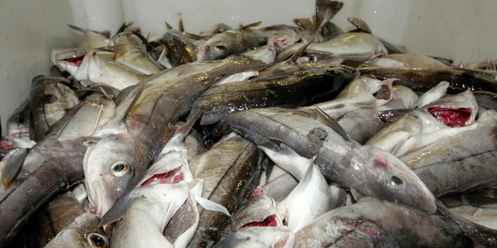 Ministers agree on Atlantic, North Sea 2019 fishing quotas