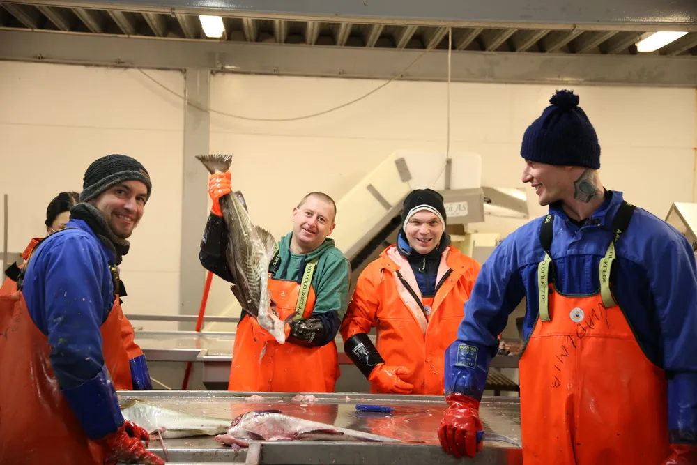 Arbeidere ved Andenes fiskemottak tar imot årts skrei.