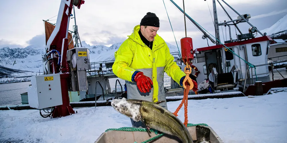 Eksportprisen på skreimerket torsk var 66 kroner per kilo, ikke langt unna lakseprisen og hele 6 kroner høyere enn eksportprisen på skrei i januar 2020, skriver Finn-Arne Egeness. Bildet viser fisker Bjørn-Helge Robertsen som losser på kaien hos fiskemottaket i Tromvik.