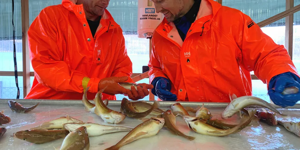 Torsk som skal bli neste generasjon stamtorsk blir nøye sortert flere ganger. Her tar produksjonsleder Kent Hopland (t.v.) og daglig leder Halvard Hovland for seg fisk på rundt 500 gram.