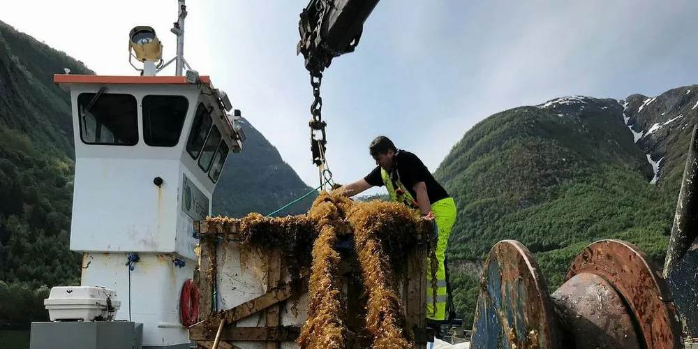 TARE PÅ TAU: Her heises de 8000 meterne med tau som Osland Havbruk AS satt ut med spirer i fjor høst. Foto: Karl Fredrik Helgesen, Tarelaks AS