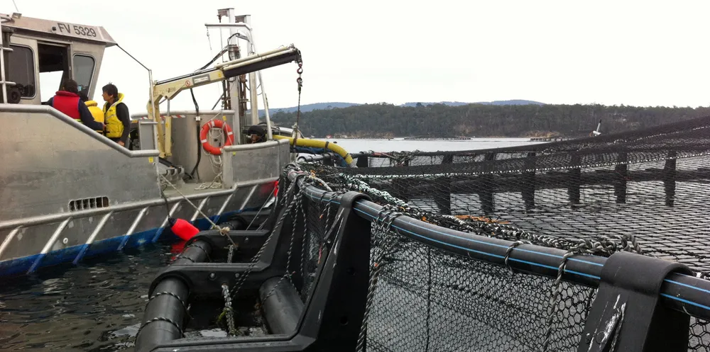 Tassal is being blamed by environmentalists for an increased incidence of algal blooms near the company's salmon farming sites.