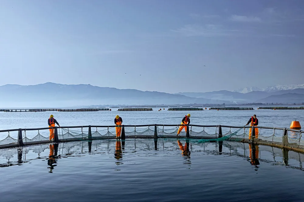 With capacity of approximately 20,000 metric tons, Philosofish is the second-largest producer of sea bass and bream in the European Union and the fifth-largest in the world.