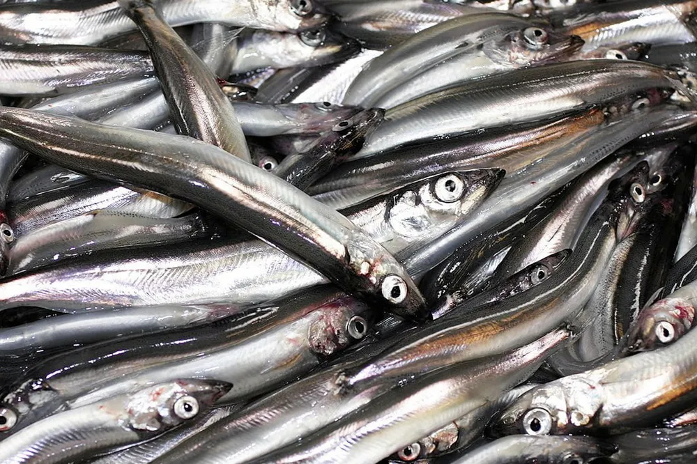 It is the first time since 2021 that scientists have advised against any capelin fishing.