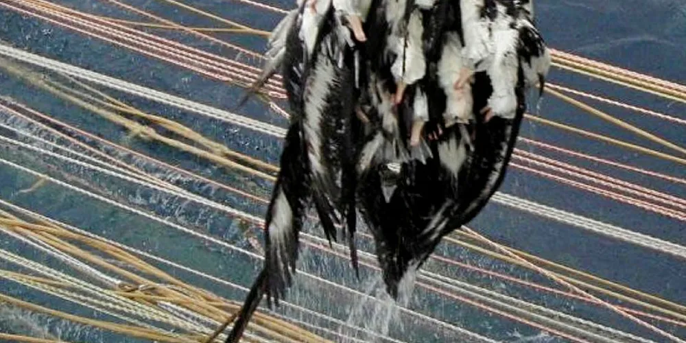 Albatrosses bycaught by a trawl vessel.