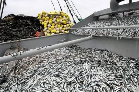 The Peruvian anchovy catch had reached 1.086 million tons by May 11, with a daily average of 54,347 metric tons landed since the season began.