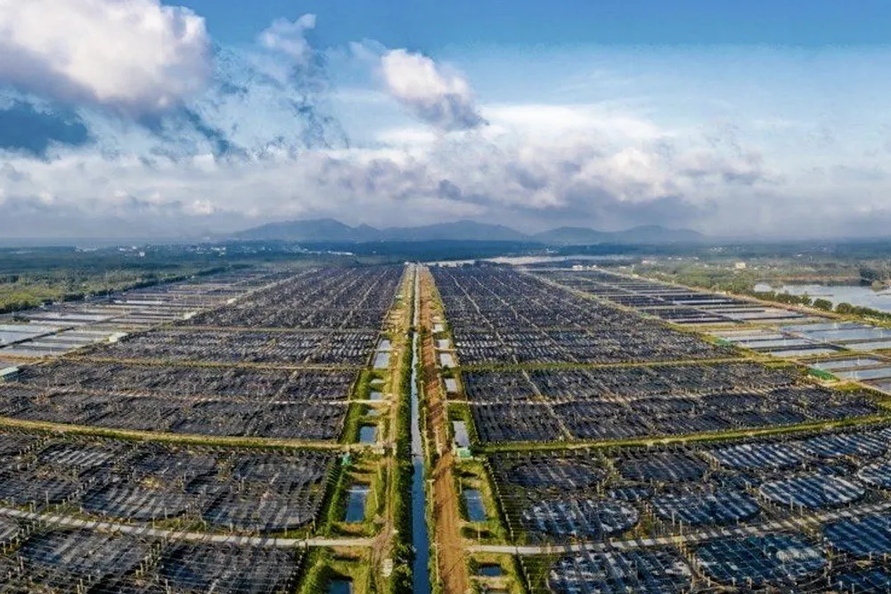 Minh Phu shrimp farms.