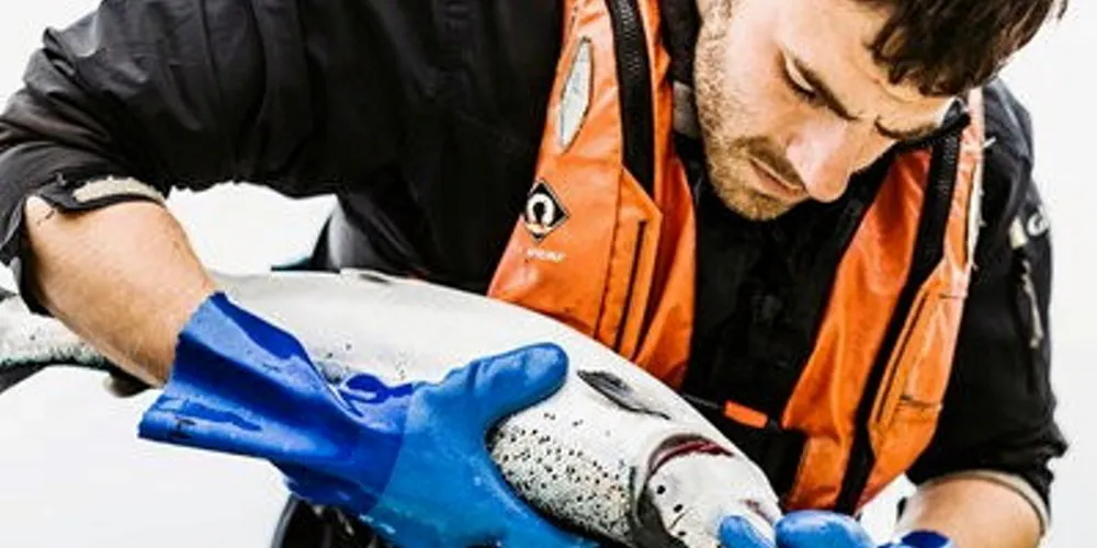 SSF has long supplied M&S with salmon and is a member of the RSPCA's Assured scheme, which is aimed at ensuring high standards of fish welfare.