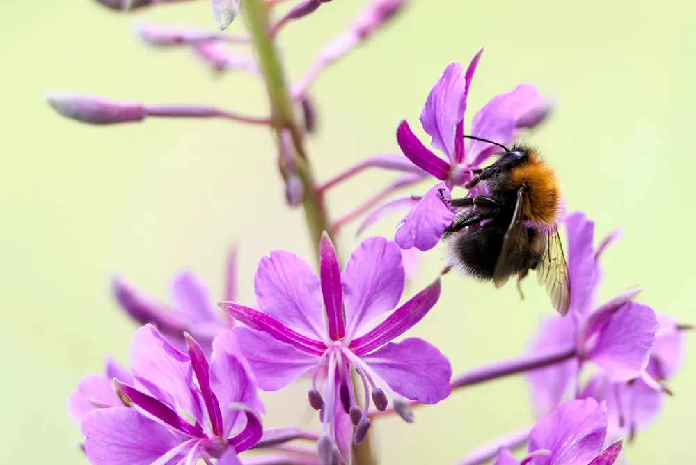 Forskere advarer om dramatisk utvikling for insekter verden rundt.