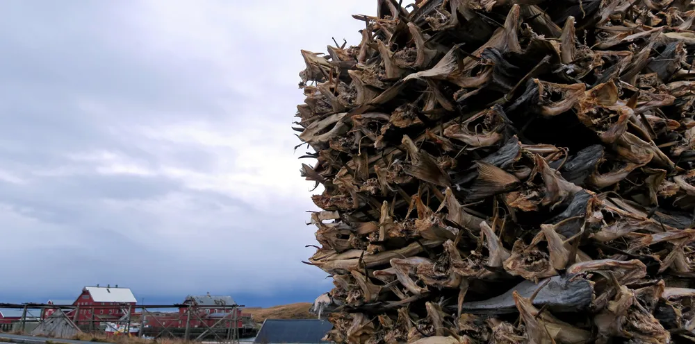 Lagrene av tørrfisk i Lofoten er store og produsentene håper salget løsner snart. Her tørrfisk fra Røst Sjømat.