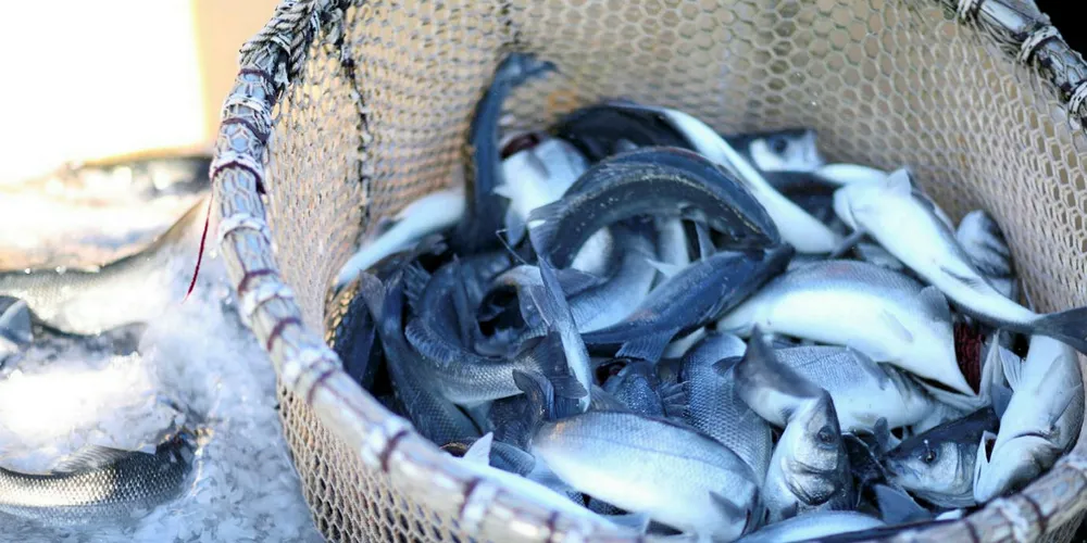 Sea bream and sea bass from supplier Corfu Sea Farm.