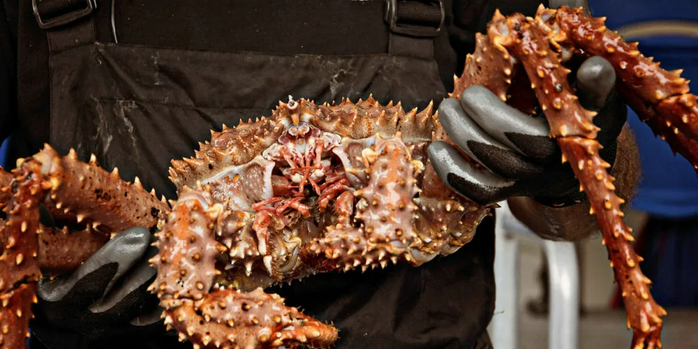 Russian red king crab fishery gets MSC stamp