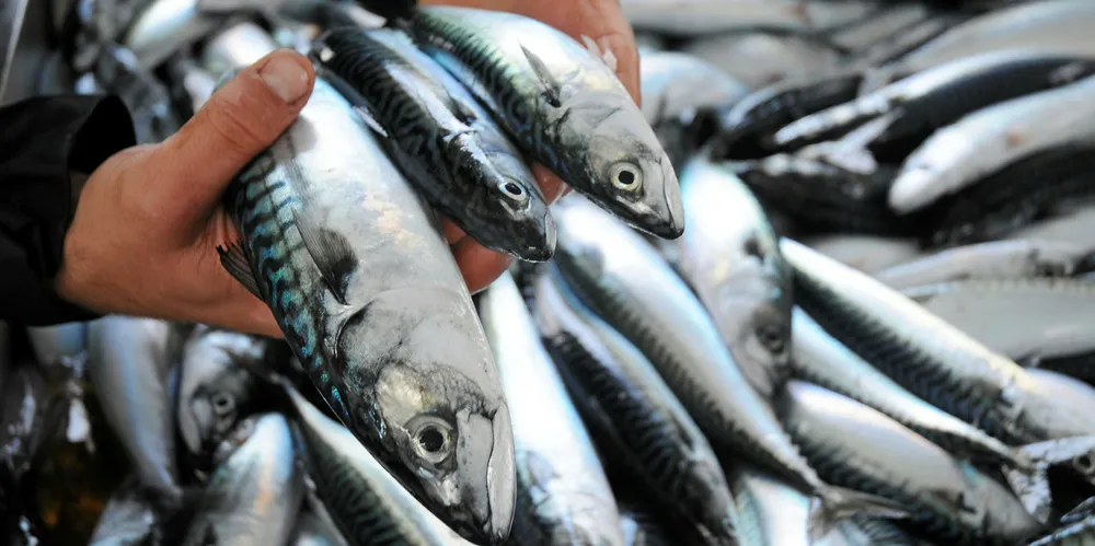 VINNER: Pelagisk fisk fortsetter å være en av vinnerne under pandemien fordi det er en økonomisk tilgjengelig proteinkilde som foredles til produkter med lang holdbarhet og har dagligvarehandelen som den viktigste salgskanalen.