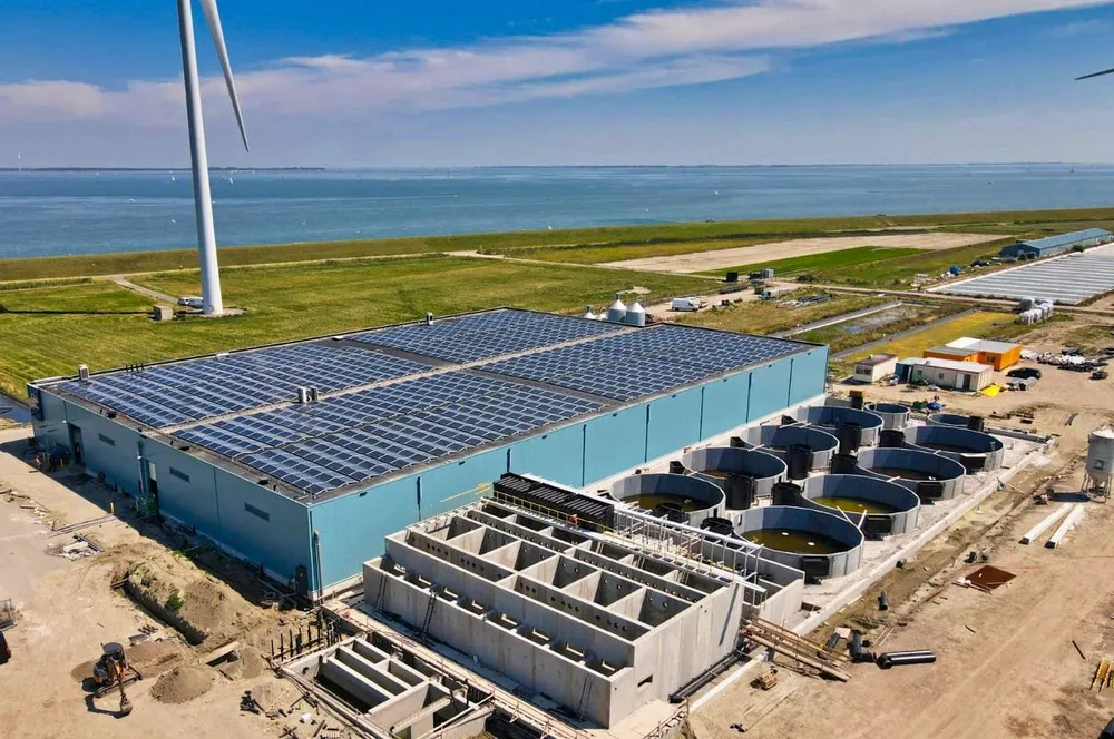 The Kingfish Company's land-based yellowtail facility in the Netherlands.