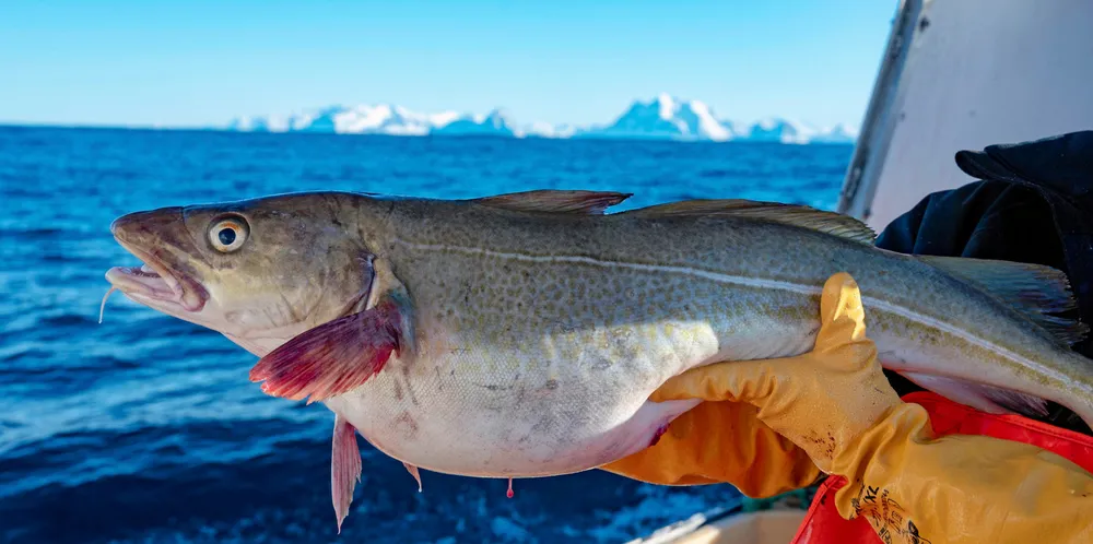Foreløpig er det ikke det store torskefisket å snakke om. Prisene på fisken varierer dermed mye.