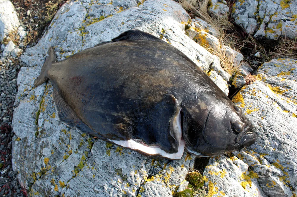 Nordic Halibut saw price increases across the board for its fish in the second quarter of the year.