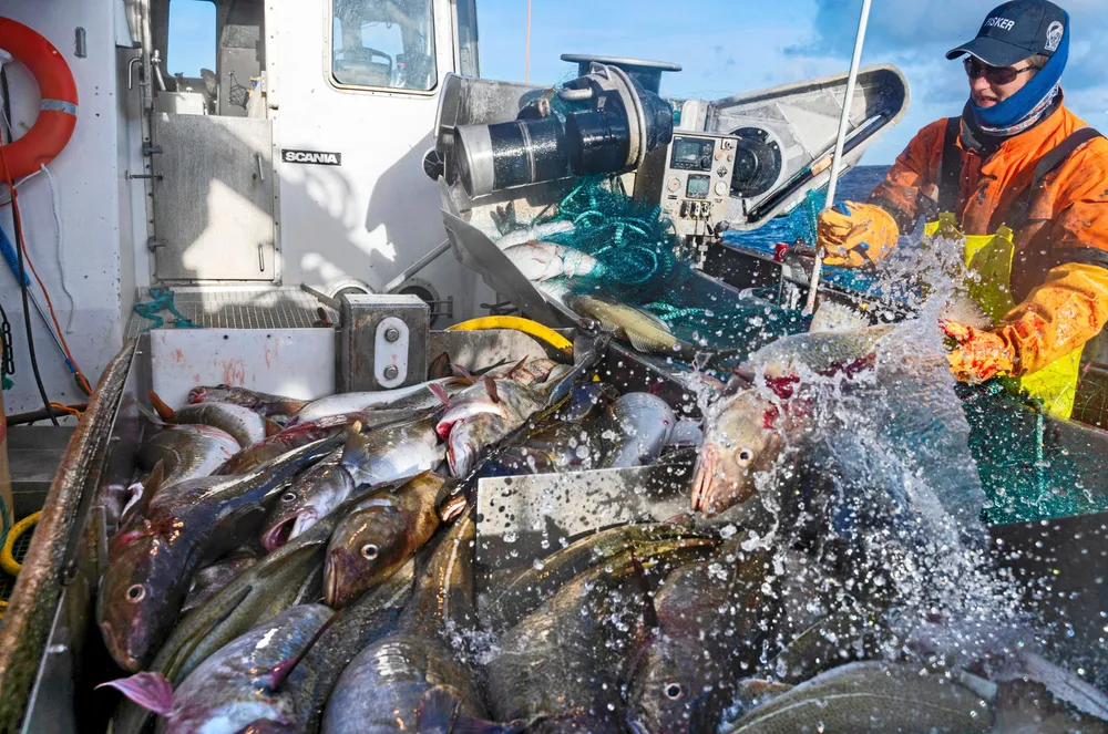The current high prices are driven by tight supply of Atlantic cod, the result of sizeable quota reductions and strong demand from European markets.