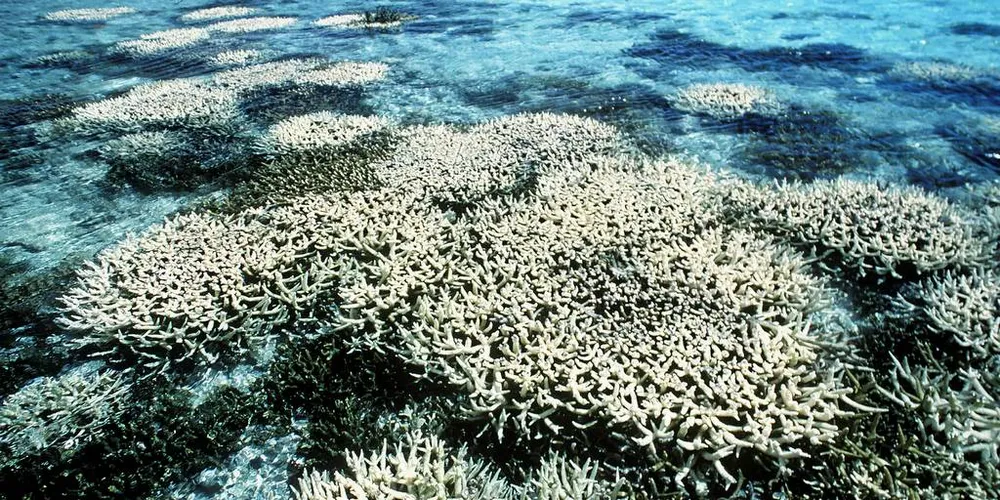KORALLER: Fra Great Barrier Reef, Australia.Foto: Greenpeace