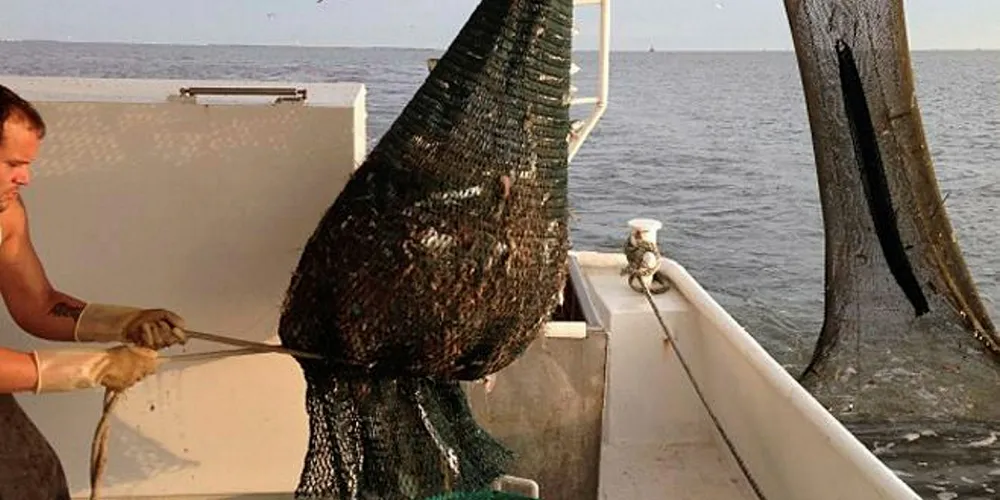 Senators back Gulf shrimp sector, new seafood traceability rule