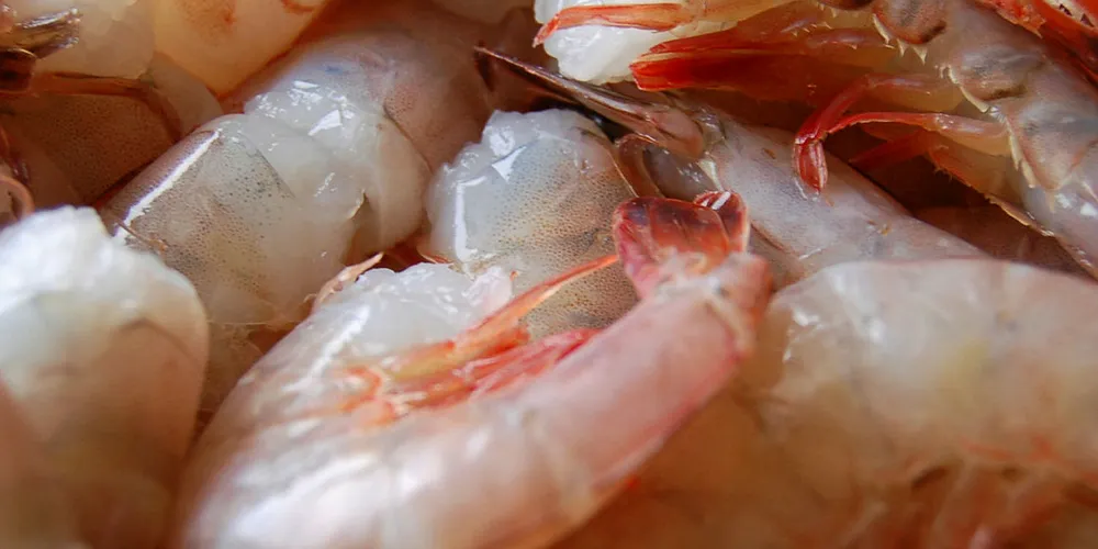 NOAA has released shrimp landings data from the Gulf of Mexico for October 2019.