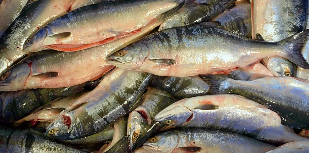 Fresh pink salmon. Harvests in Russia were off dramatically from both 2019 and 2018.