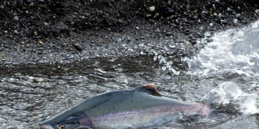 A pink salmon makes its way upstream in the Sakhalin system. PHOTO: Wild Salmon Center