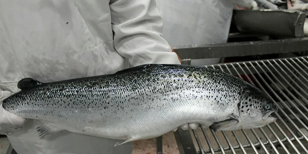 Chile Atlantic salmon.