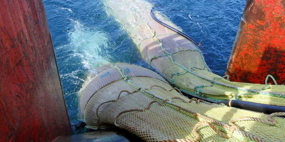 LAVERE NIVÅ: Vi må høste og dyrke organismer fra lavere trinn i næringskjeden. Det kan være krill, raudåte eller andre organismer fra lavere nivå. Bildet viser tråling etter raudåte.