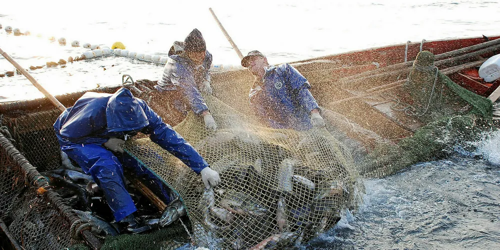 Russia poised for record-breaking wild salmon season