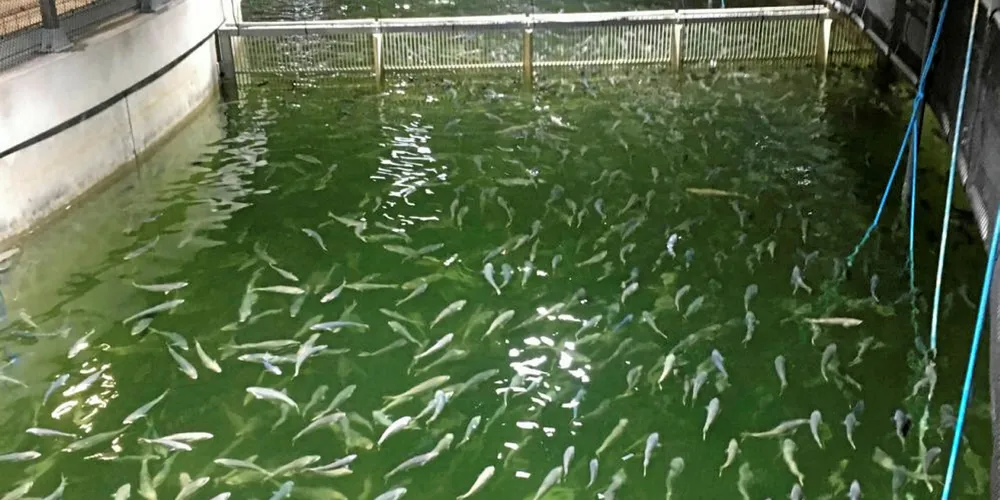 Land-based operation by Nordic Aquafarms.