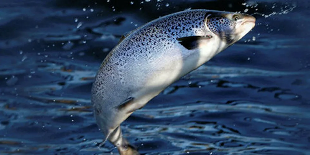 Salmon escape.