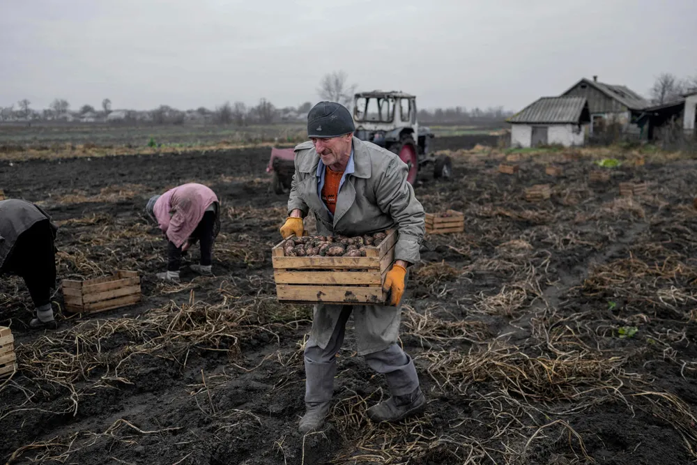 Lokale ukrainske bønder høster poteter i en åker i landsbyen Zarichne, nær frontlinjen i Donbas-regionen. Landsbyen er nylig befridd fra russisk kontroll. Ukraina ber Norge og de tre andre Efta-landene om tollfrihet på ukrainske varer og at landbruksvarer blir en del av frihandelsavtalen med Efta-landene.