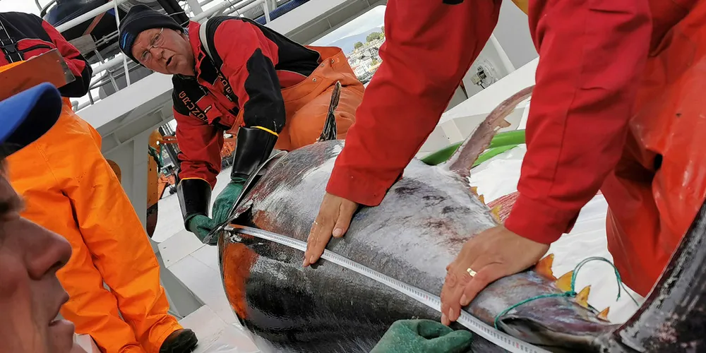 Totalt får 11 fartøy delta i årets makrellstørjefiske. 17 båter har meldt sin interesse. Her Kystnotbåten "Orfjord" som leverte sin første makrellstørjefangst til leverte størje til Aalesundfisk ved Marine Sales sitt anlegg i Ålesund, i fjor.