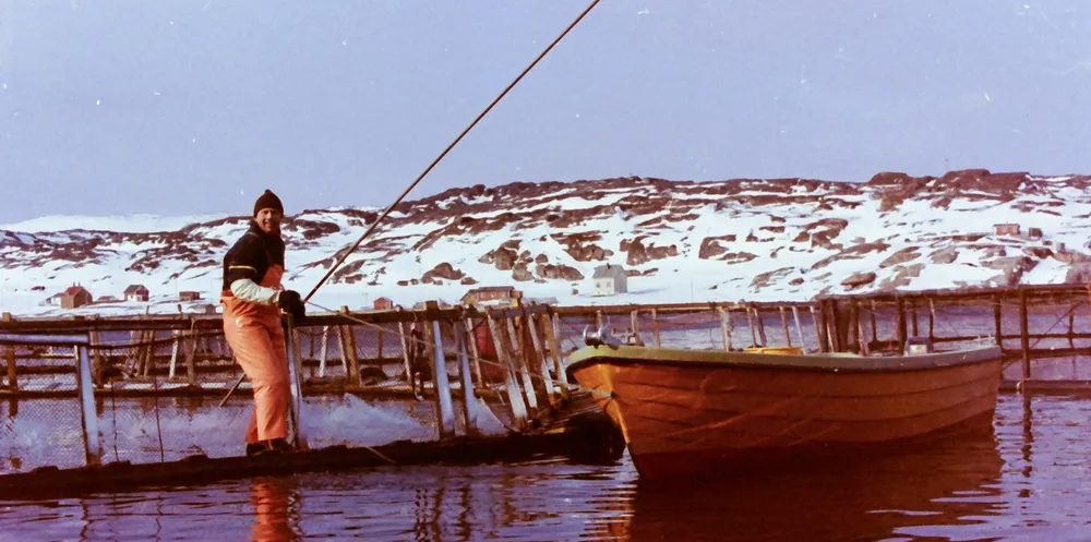Harald Volden i full sving på merdkanten på begynnelsen av 1980-tallet.