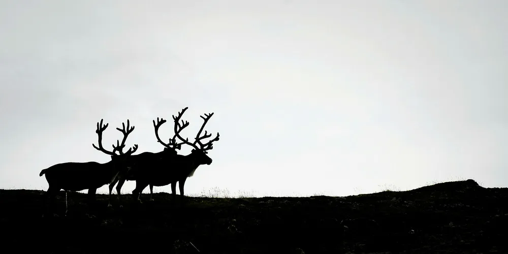 The UN asked for the impact on reindeer to be studied.