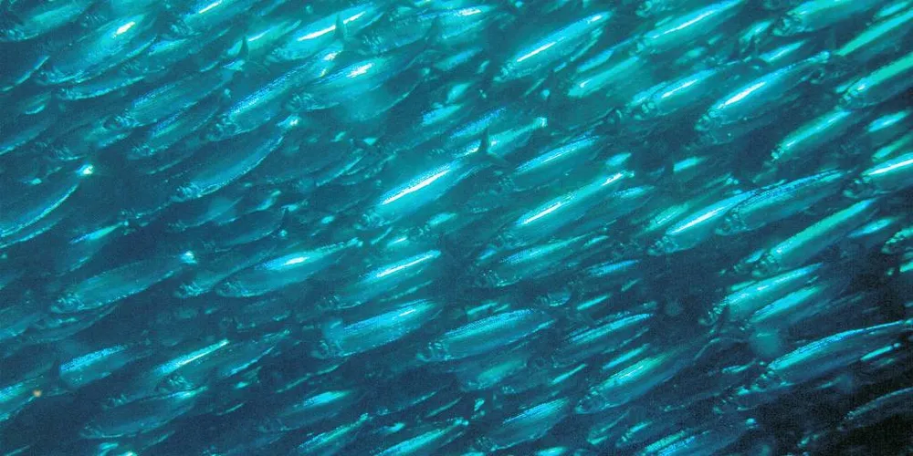 UTFORDRING: Den globale oppvarmingen fører med seg en serie av problemer som endringer i fiskebestanders utbredelse og biologisk produksjon, havnivåstigning og reduksjon av havis.Illustrasjonsfoto: Rudolf Svensen