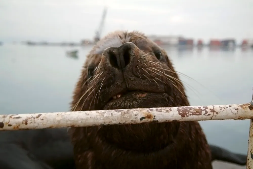 On board: Premier will spend over $1 billion to become operator of Sea Lion.