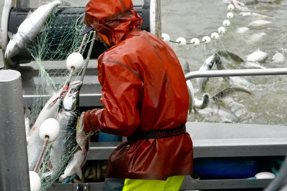 Bristol Bay salmon fishing is looking strong for 2025.